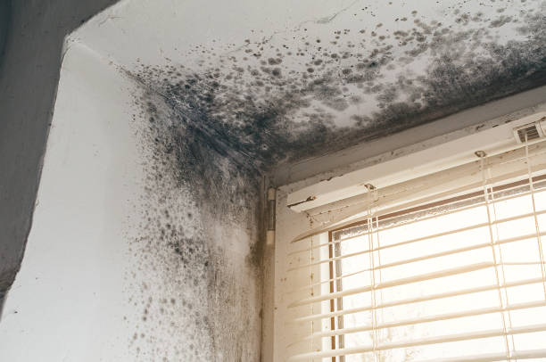 Trusted Black Mold Removal service in Hertford, NC - Cheap Mold Removal