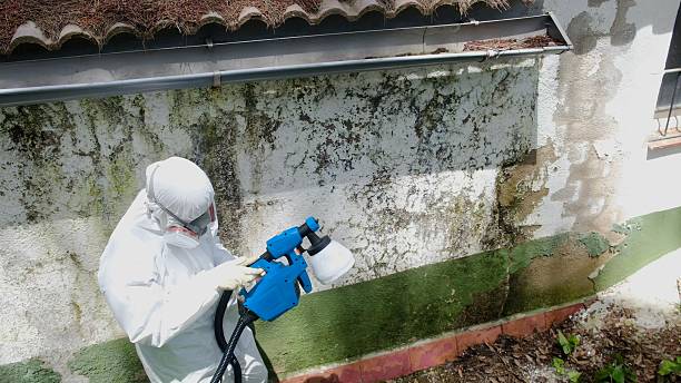 Trusted Crawl Space Mold Removal service in Hertford, NC - Cheap Mold Removal